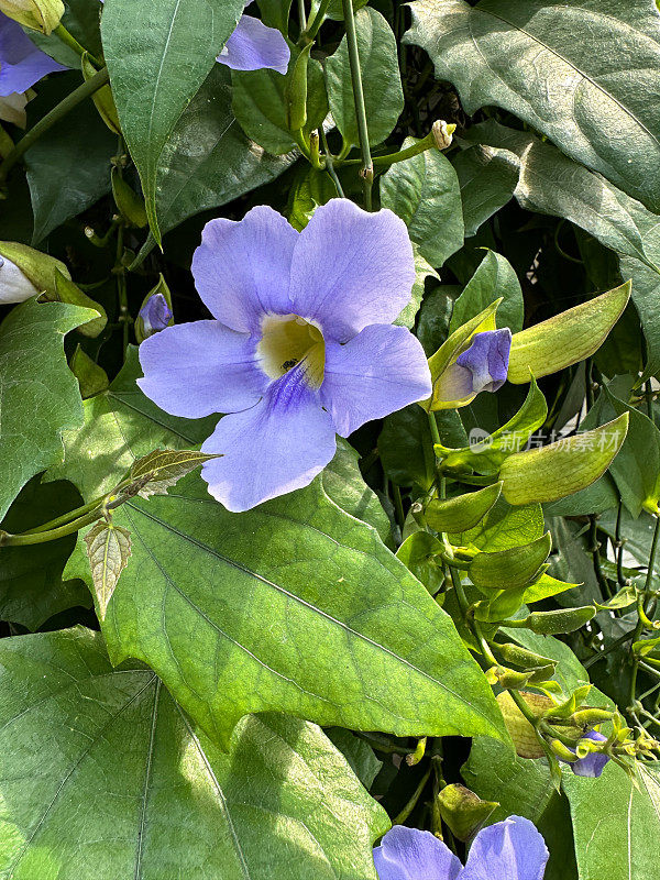 热带蓝色喇叭藤蔓花(Thunbergia laurifolia)的全帧图像，夏季攀爬观赏开花植物藤蔓与蓝色花朵，模糊的花园背景，重点在前景